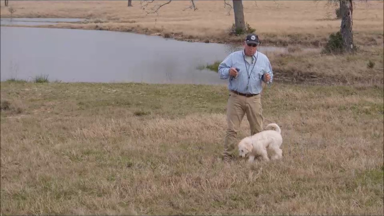 Watermark Training Center - Bill Hillmann 'The Fetch Game As The Reward'