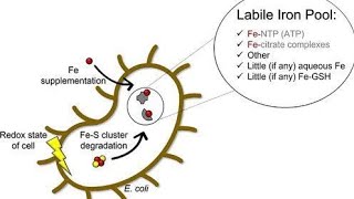 Process of Iron absorption into the Body's Enterocyte Labile pool