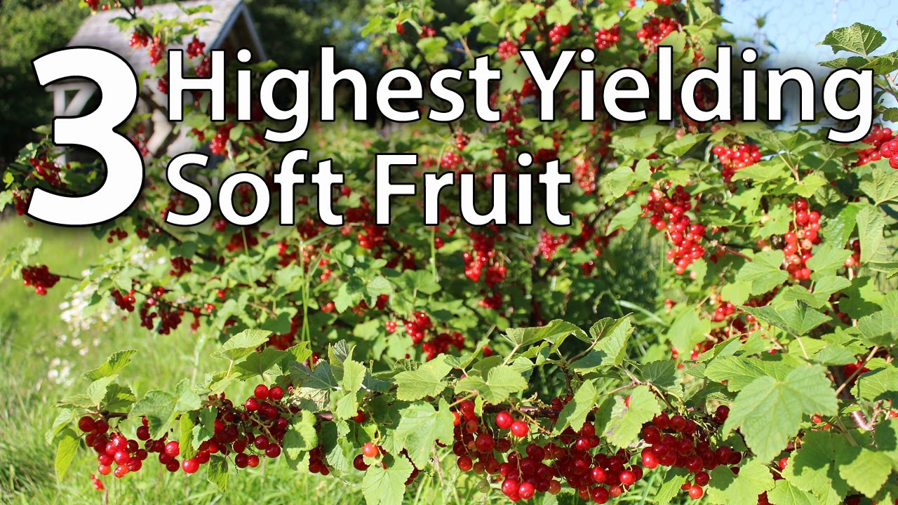 Our 3 Most Productive Soft Fruit Varieties of 2016 YouTube