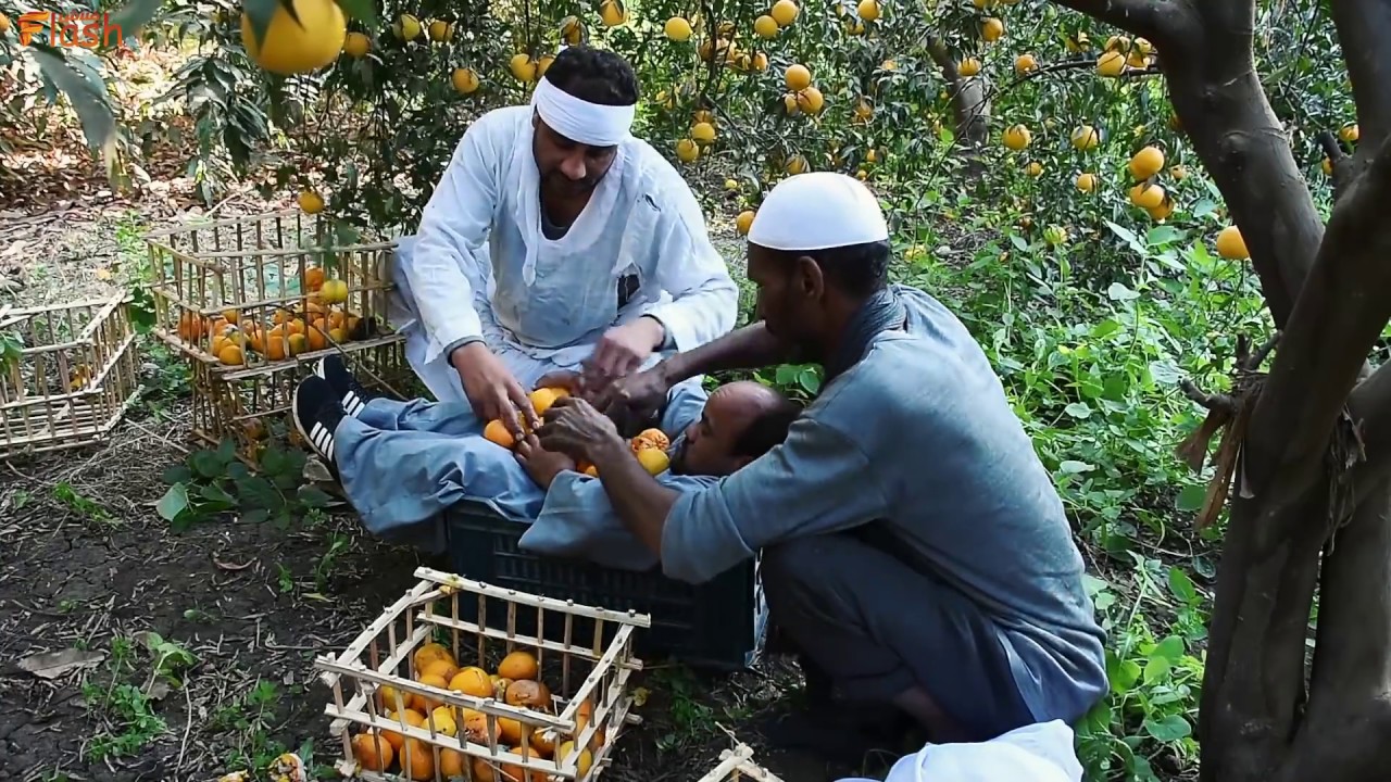 الحاج الضوى وسعيد فى قفص اليوسفى افندى