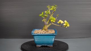 Making Bonsai from nursery stock - 3