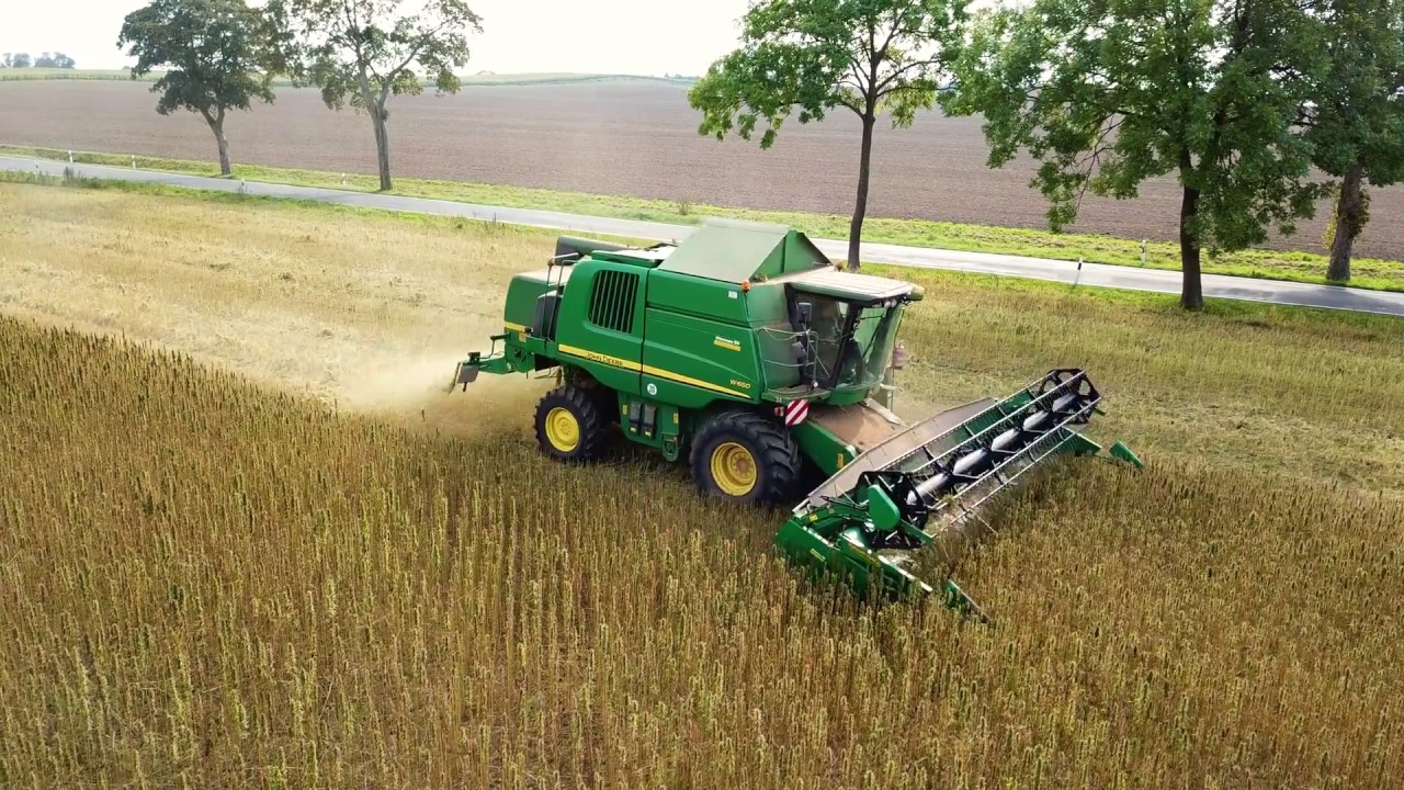 Hanfsamenernte bei HANF FARM