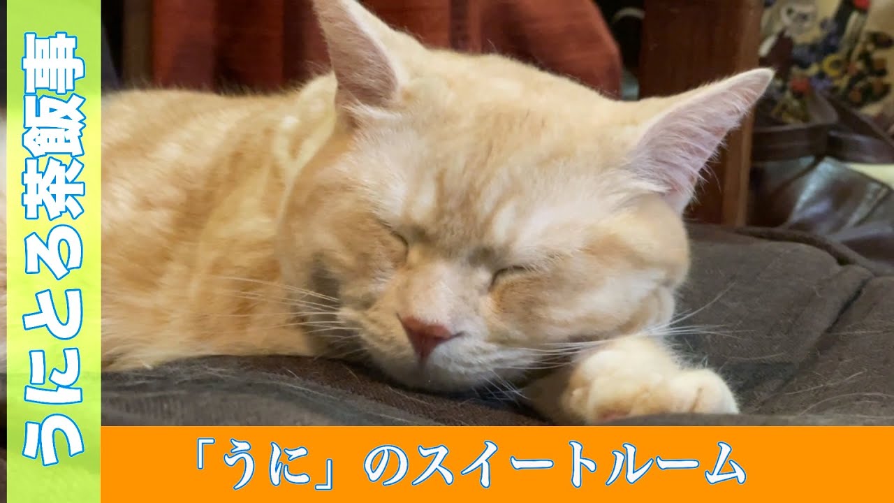 うにとろ茶飯事803　クイーンサイズで寛ぐ「うに」　〜マンチカン「とろ」と「うに」の日常風景〜　猫動画