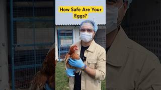 Inside Indias Cleanest Egg Farm