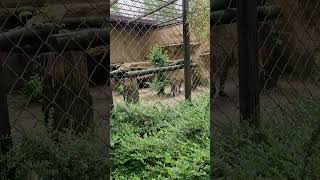 🇨🇿 Zoo Ostrava #travel #automobile #zoo #zwierzęta #ogródbotaniczny #azalie #rododendrony #Ostrava