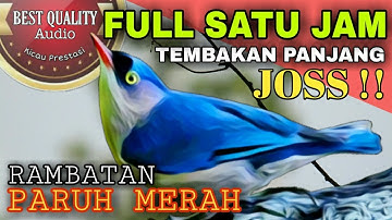 Rambatan paruh merah TEMBAKAN PANJANG suara JERNIH - Masteran CUCAK IJO, MURAI BATU, KACER, CENDET