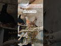 صدای بهشتی مرغ گلین لری اصیل لرستان مرغ درحالت مستی و سرحالی این مدلی دلبری میکنه واس خودش لرستان