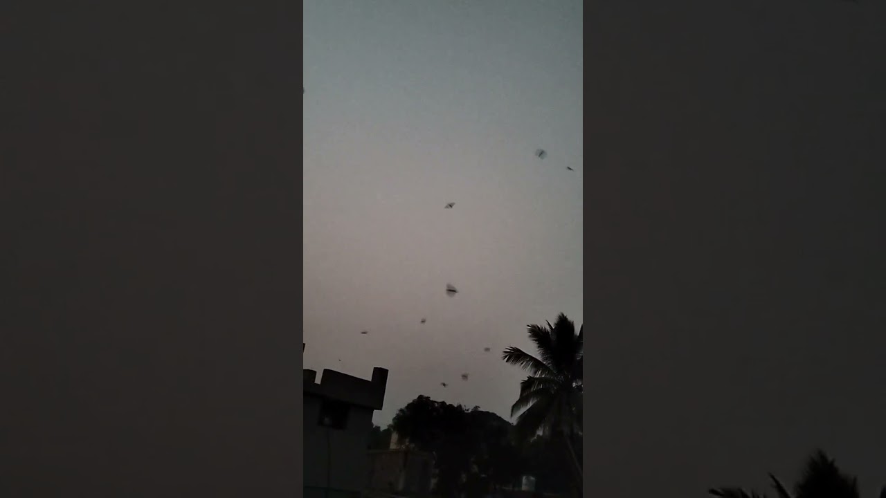 Prey and Predators|Small birds catch small insects 