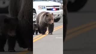 🐻‍❄Polar bear vs 🐻Grizzly bear vs Black bear BY Wild Battles