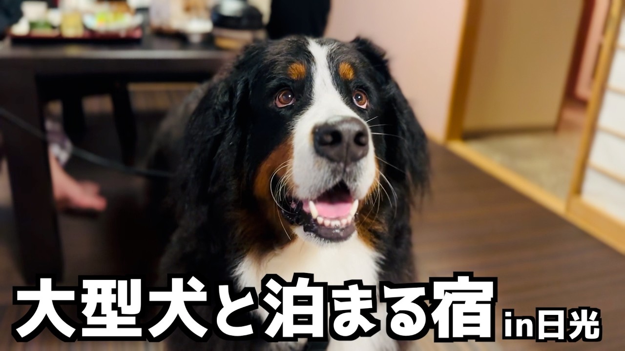 大型犬OKの温泉宿♨️「鬼怒川 湯わん。」をバーニーズと体験🐾