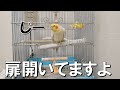 開いているカゴの中から見つめてくるオカメインコの「もすら」《cockatiel》