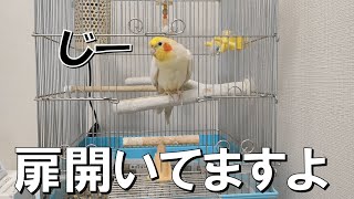 開いているカゴの中から見つめてくるオカメインコの「もすら」《cockatiel》