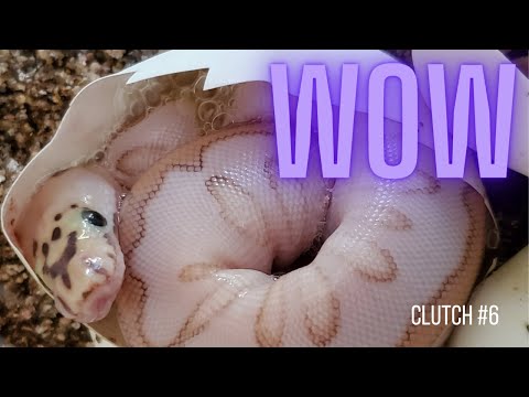 Ball Python 2021 Egg Cutting: Enchi Het Clown x Lesser Leopard Spotnose Het Clown