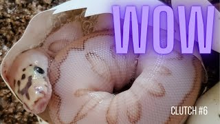 Ball Python 2021 Egg Cutting: Enchi Het Clown x Lesser Leopard Spotnose Het Clown Wealth