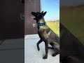 Good Dog 🐺 #malinois #shortsdog #dogsofyoutube #belgianmalinois #dogtricks #chien #dogtrainer #dog