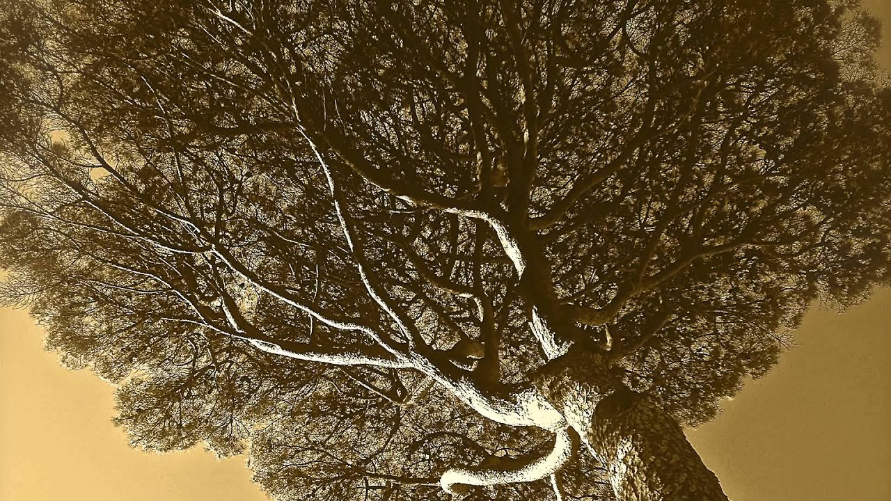 Daniel MARTINHO - "Antologia do Tempo 2 - Ritual - fluxo contínuo" (2010)