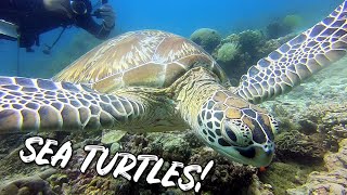 Beautiful Balicasag Island | Swimming with SEA TURTLES | Scuba Diving in Bohol Philippines by Poor Man's Backpack 400 views 3 years ago 5 minutes, 21 seconds