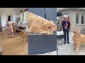 The Sterls And Colly Show | The Lovable Golden Retrievers