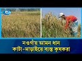 পোকার আক্রমণ সত্ত্বেও নওগাঁয় আমন ধানের বাম্পার ফলন | Aman Paddy  | Rtv News