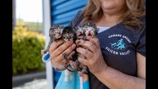 Kitten Season Is Here—Here’s How You Can Help 🐱