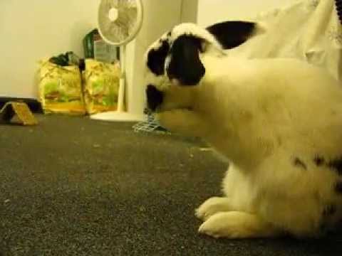 Rabbit Habit: Paw-Flicking and Face Grooming