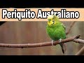 Periquito australiano melopsittacus undulatus