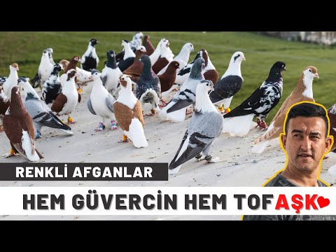 HEM GÜVERCİN HEM TOFAŞK: AFGAN GÜVERCİNLER - ŞEVKET ÇALIŞKAN