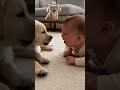 子供と犬のおしゃべり #animalvideos #cuteanimals #petmoments