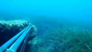Primo video. Barracuda Palinuro 2015. CamSj4000.