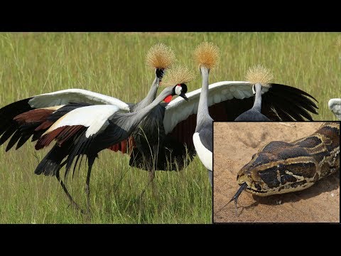 Grey Crowned Cranes and a big Python