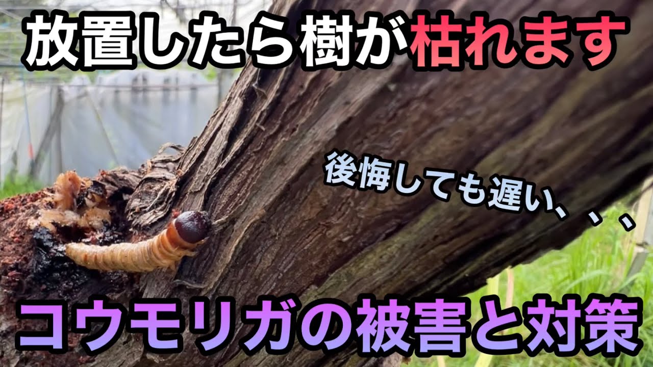 ぶどうの害虫被害と対策〜様々な果樹を食い荒らすコウモリガを見逃さない〜2023-07-07