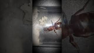 Lasius Emarginatus #1 | Colony development