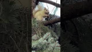 Extremely rare white squirrel. 1 in 100 thousand chance of this squirrel being albino ! Beautiful ￼
