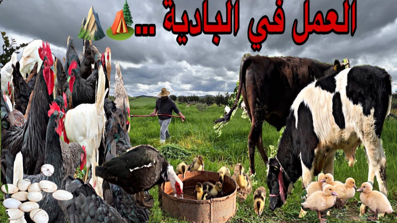 يوم جديد في المزرعة حصيلة البيض عند الدجاج و الديك الرومي حصيلة رائعة أمطار الخير ماشاءالله