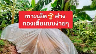 Ep1เตรียมแปลงเพาะเห็ดฟางแบบง่ายๆ  #ลุงนะเกษตรน่ารู้ #สวนพอเพียงบัวบุญ #เกษตกรแบบผสมสาน #เกษตรพอเพียง