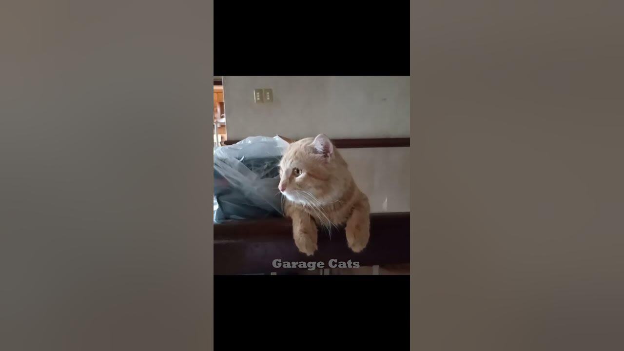 everyday-grumpy-orange-cat-youtube