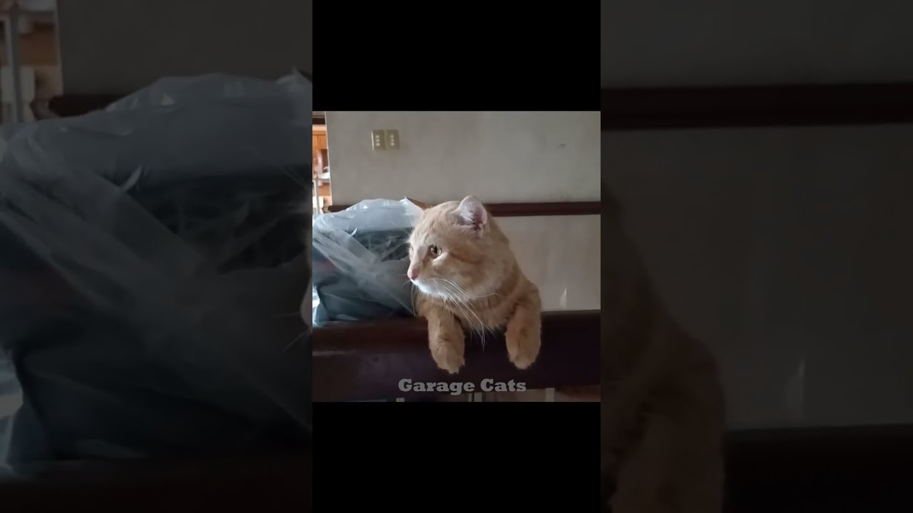 Everyday Grumpy Orange Cat YouTube Everyday Grumpy Orange Cat YouTube