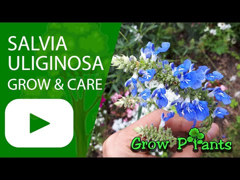 Salvia uliginosa - grow & care (Bog Sage)
