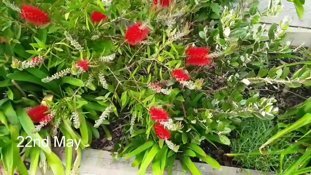 Grow Callistemon / bottlebrushes for a burst of late Spring / early Summer colour