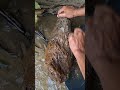 1 hour of panning finally paid off with the discovery of this gold‼️😱😱😱 #mining
