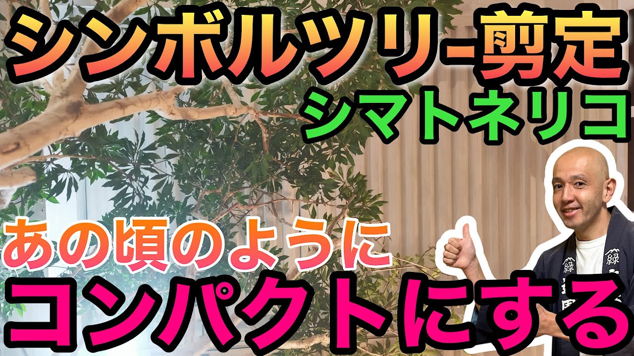 Detailed explanation!] Trim overgrown Japanese ash trees to a
