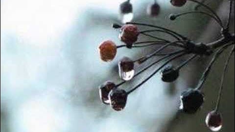 A Relaxing time in the Wine Coutnry from Grape Networks