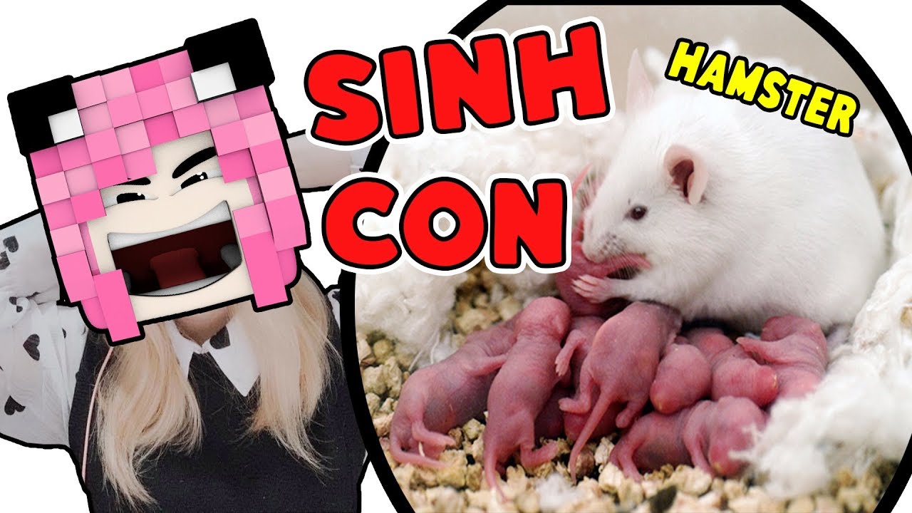 CHUỘT HAMSTER CỦA MỀU ĐÃ SINH CON | HAMSTER SINH CON | HAMSTER ...