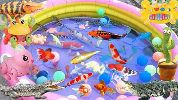 Bạn Na Dùng Kẹo Đổi Các Loài Động Vật, Có Cả Cá Sấu, Cá Koi, Trứng Khủng Long Nở Ra Con Rùa Brazin