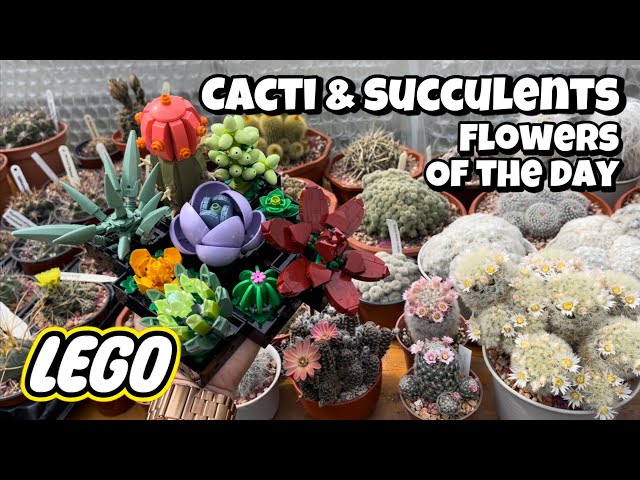 I got the succulent Lego for Christmas. Just finished it. I love it. The  flower on the cactus is a little loose, but it's still beautiful. :  r/succulents