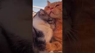 Bi̇zi̇mki̇si̇ Bi̇r Aşk Hi̇kayesi̇ 🥰 Şfet