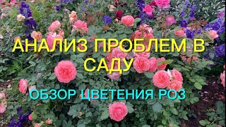 Розы. Анализ проблем в саду. Обзор цветения новинок роз. Очарование и разочарование….🌹🌹🌹