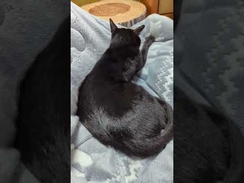 ふみふみ一生懸命な猫 - Cats kneading it - #Shorts