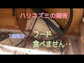 誰か助けて！ハリネズミフード全く食べてくれません‥偏食どうしよう？