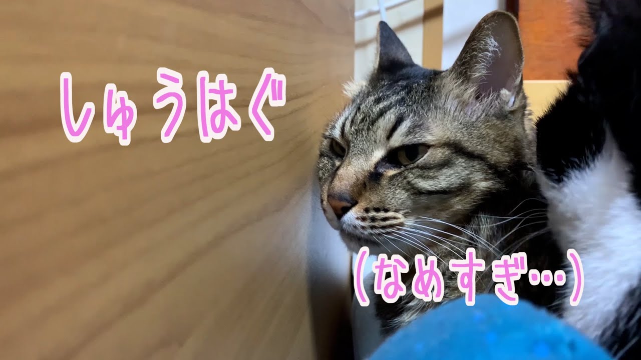なめすぎて怒られる猫 Youtube